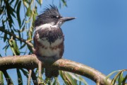 Local Weekday Bird Walk at Lema Ranch