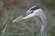 Second Saturday Bird Walk at Mary Lake