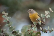 Second Saturday Bird Walk at Shasta College