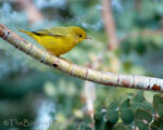 Local Weekday Bird Walk at Oregon Gulch
