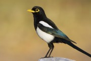 Second Saturday Bird Walk at Cascade Community Park
