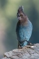 Second Saturday Bird Walk at Lake McCumber