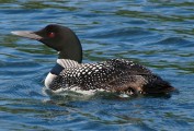 The Loons on Golden Pond