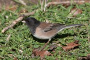 The Ordinary Extraordinary Junco