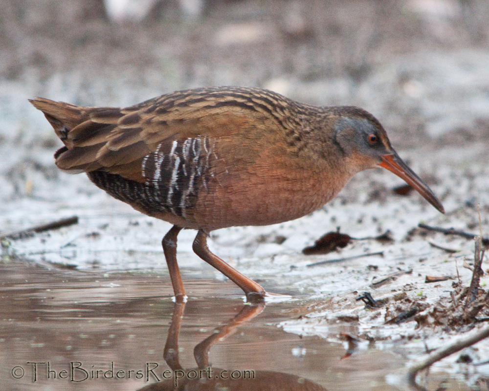 Virginia Rail