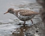 Local Weekday Bird Walk to Reading Island