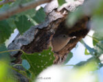 Local Weekday Bird Walk at Lower Clear Creek on the Gold Dredge Trail