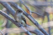 Second Saturday Bird Walk at John Reginato River Access Trail