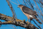 Red Bluff Christmas Bird Count