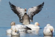17th Annual Snow Goose Festival of the Pacific Flyway