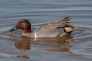 Second Saturday Bird Walk at Clear Creek Waste Water Treatment Plant