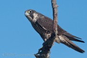 Second Saturday Bird Walk at John Reginato River Access Trail