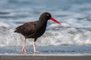 Northern California Audubon Chapter Council Meeting