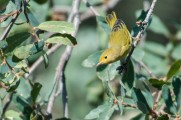 Second Saturday Bird Walk at Clear Creek Wastewater Treatment Ponds