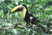 Wintu Audubon Presents the Birds of Costa Rica