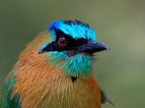 Wintu Audubon Presents Birding Colombia