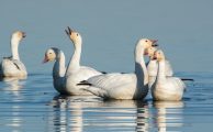 Snow Goose Festival of the Pacific Flyway