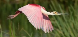 Wintu Audubon Presents Florida Birding Hotspots