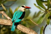 Birding and Wildlife of Africa