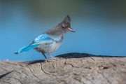 Manzanita Lake Bird Walk