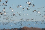 20th Annual  Snow Goose Festival