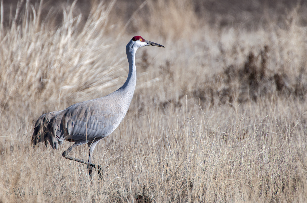 Sandhill Crane