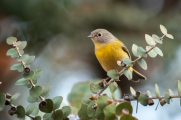 Local Weekday Bird Walk at the Turtle Bay Arboretum