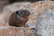 Effects of Climate Change on Mammals of Lassen National Park