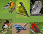 Magee Marsh – “The Biggest Week in American Birding”