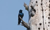 Purple Martins in the Central Valley: Going, Going, Gone