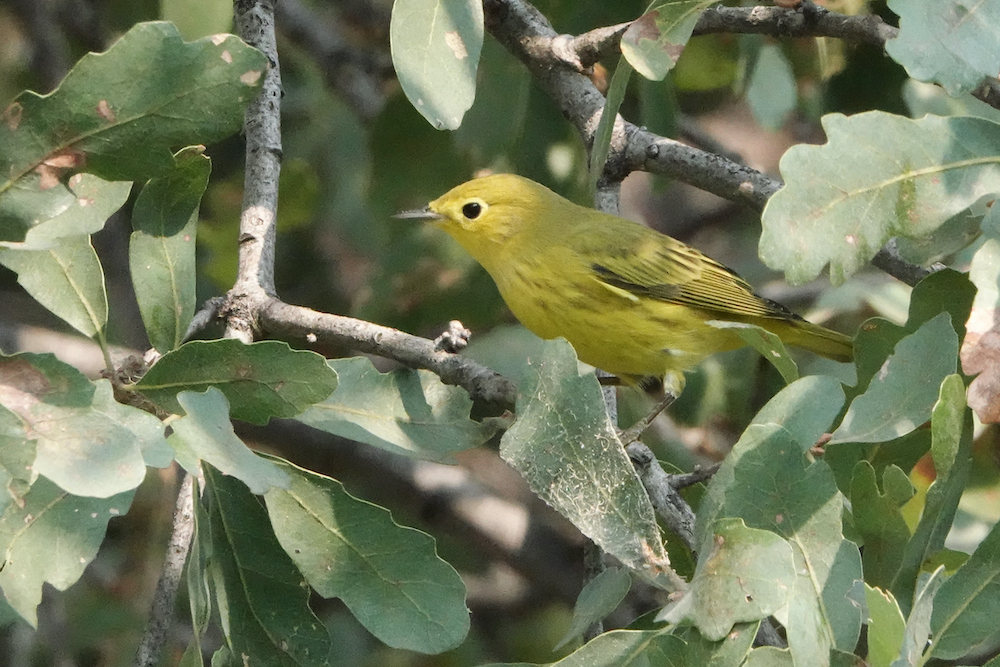 Yellow Warbler