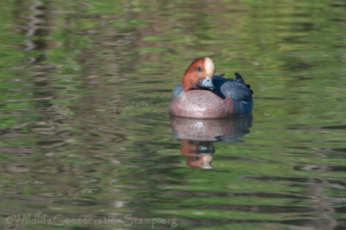 Gray Lodge Wildlife Area - Shasta Birding Society